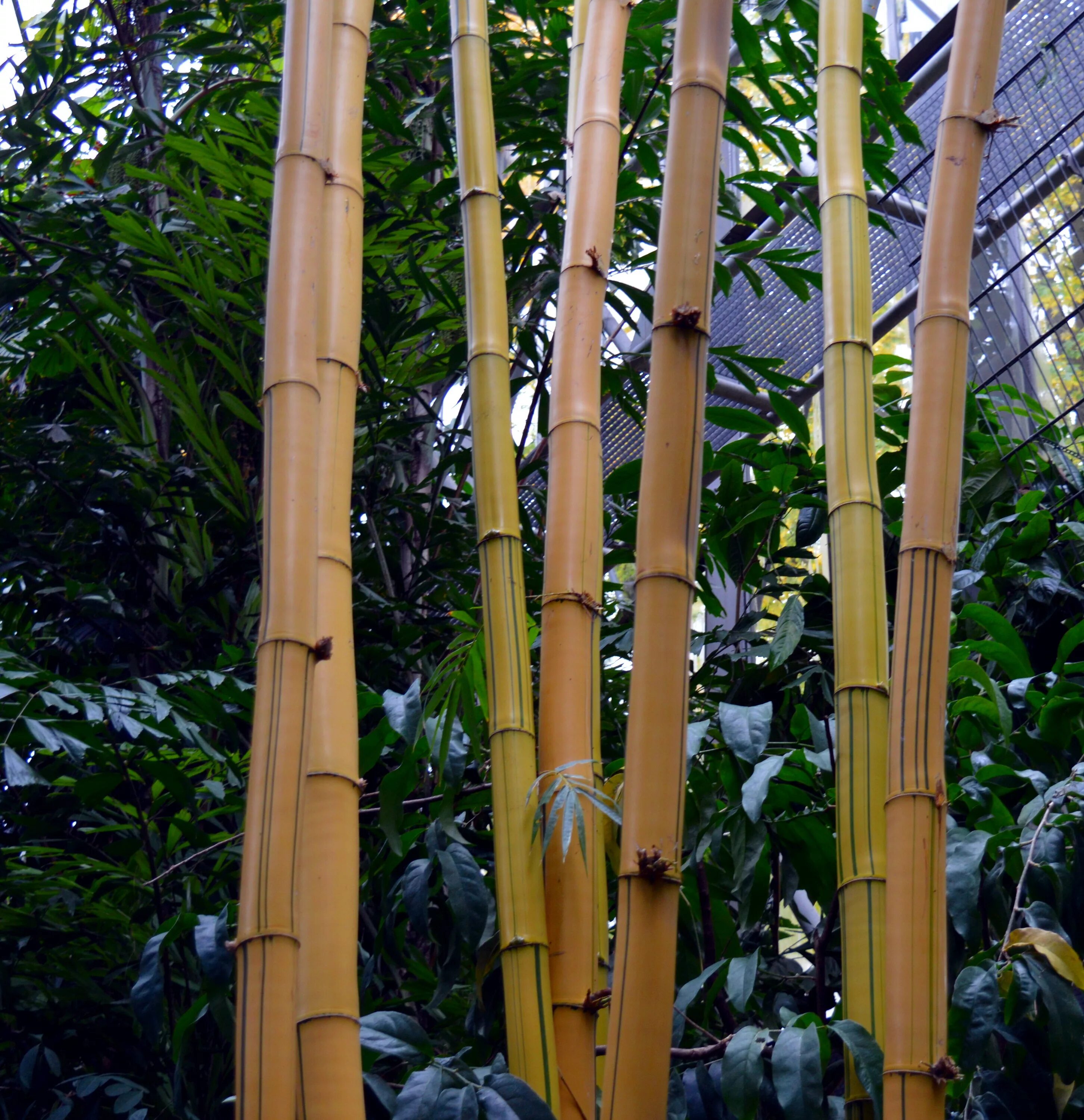 Бамбук это растение. Бамбук Широшима. Бамбук тростниковый. "Bamboo" "Bamboo. Bamboo (LP)". Бамбук дарахти.