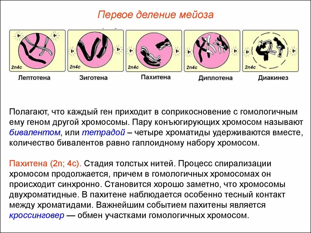 Периоды профазы 1. Профаза диптотема мейоз. Фазы 1 деления мейоза. Диплотена диакинез.