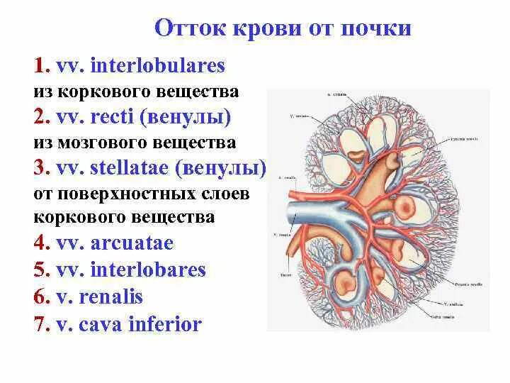 Кровоснабжение почки венозный отток. Кровоснабжение коркового и мозгового вещества почки. Отток крови от почки осуществляется по:.