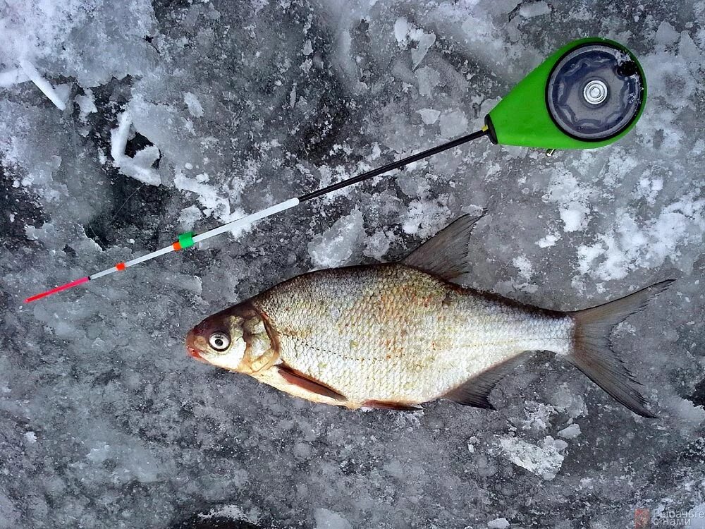 зимний лещ. ловля леща на льду. крупный лещ. рыбалка на леща зимой. крупный лещ на льду.
