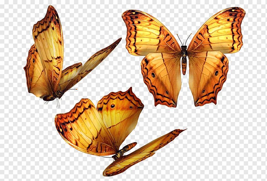 Картинки для фотошопа. Бабочки для фотошопа. Бабочки на прозрачном фоне для фотошопа. Мотылек на прозрачном фоне. Клипарты для фотошопа.