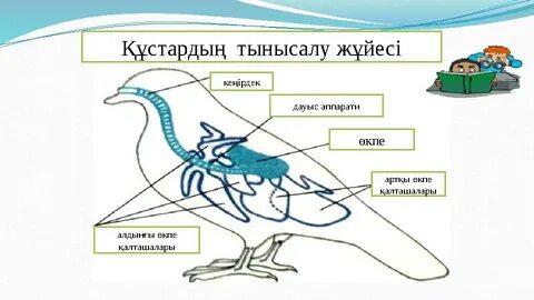 Шұлықтағы үлкен жопа видео