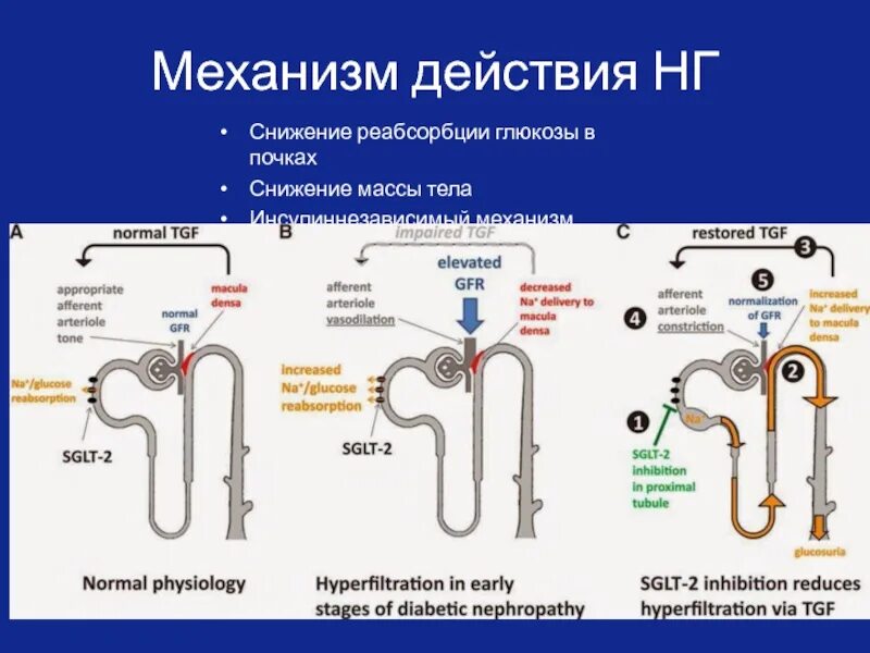 Уменьшение реабсорбции. Механизм реабсорбции глюкозы в почках. механизм реабсорбции глюкозы. sglt2 механизм действия.