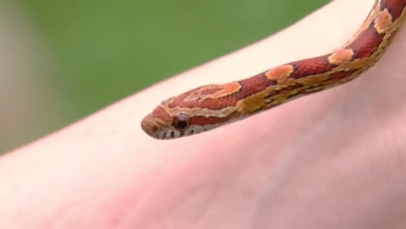 Snake bites. Как выглядят укусы змей.
