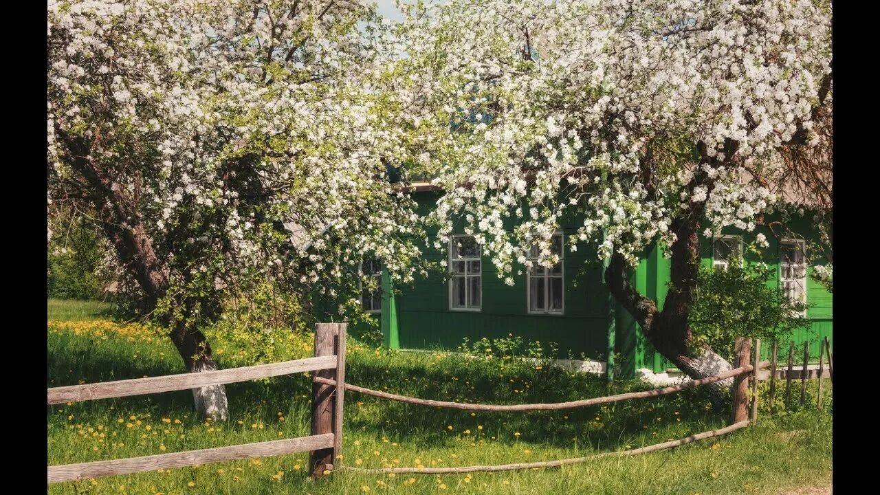 Деревенские яблоки. Деревенский сад с яблонями. Яблоневый сад вишневый сад. Яблони цветут в деревне. Деревенька яблочная.