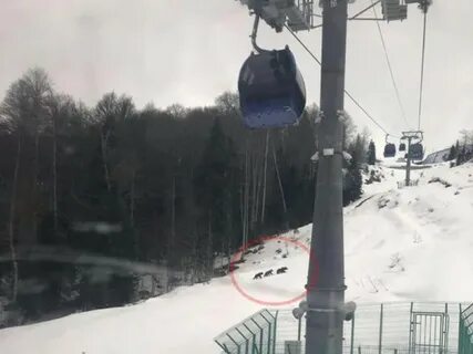 Медведь на горнолыжном склоне