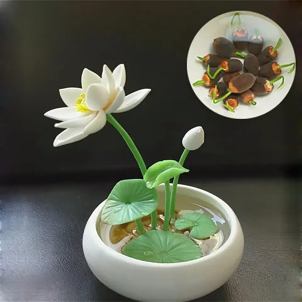 莲 花 也 能 在 家 种.手 把 手 教 你 阳 台 碗 莲 栽 培 方 法.试 过 都 说 好 - YouTube
