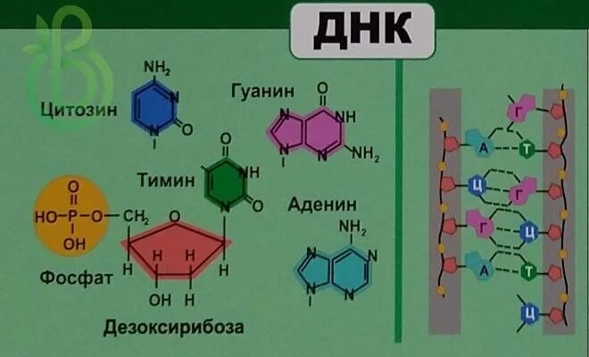 Аденин Тимин гуанин. Гуанин цитозин Тимин аденин связи. ДНК аденин. ДНК аденин Тимин.