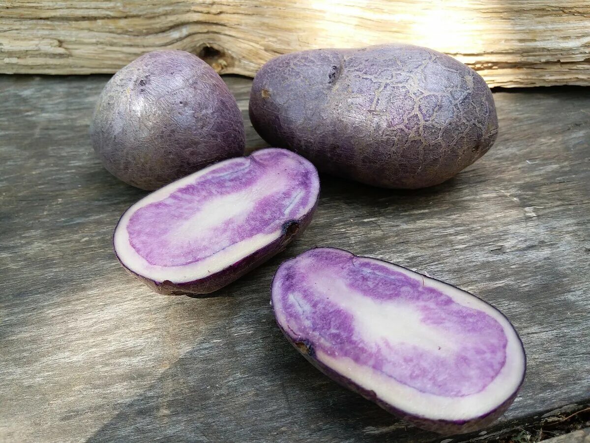 Сорт аметист. Сорт картофеля перуанский фиолетовый (Purple Peruvian). Сорт картофеля синильга. Картофель семенной фиолетовый.