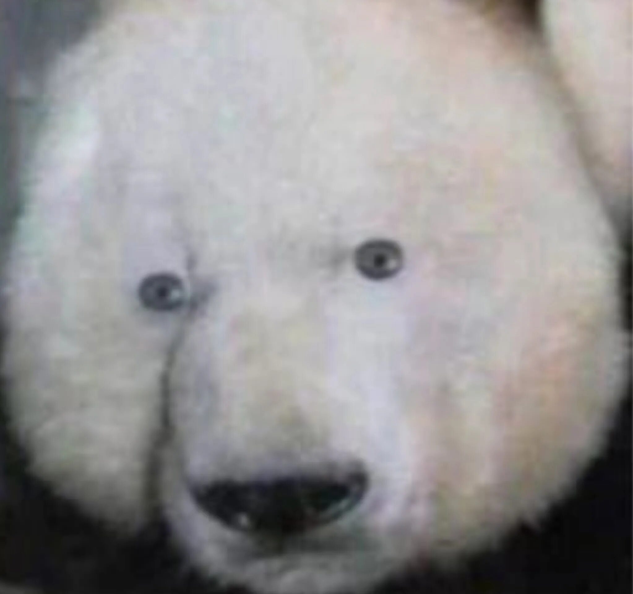 Панда без кругов. Панда без черных пятен. Панда без черных кругов. Панда без черных пятен вокруг глаз. Панда без кругов под глазами.