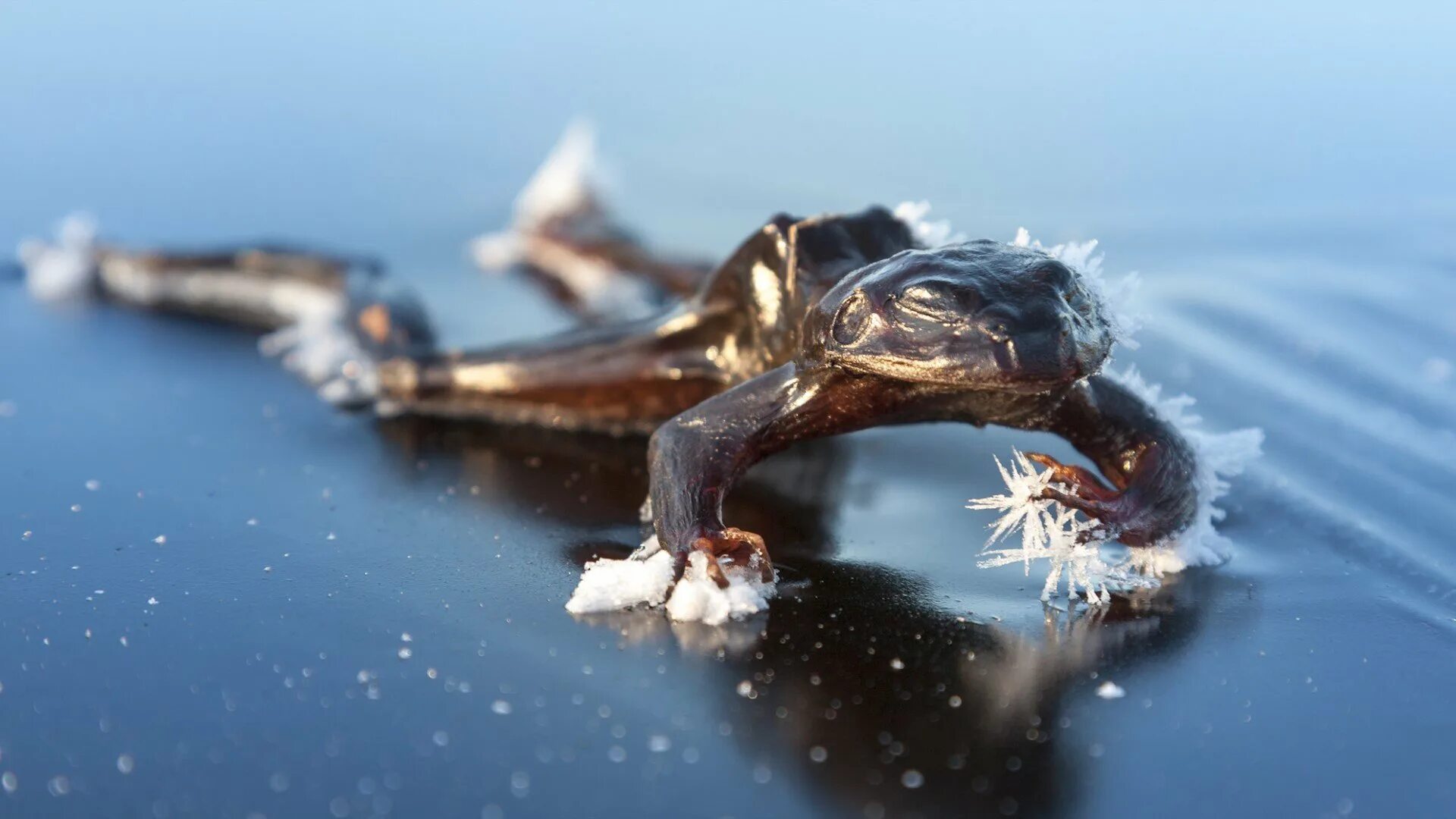 Древесная лягушка на Аляске. Rana sylvatica древесная лягушка. Лягушка во льду. Замерзшая лягушка.