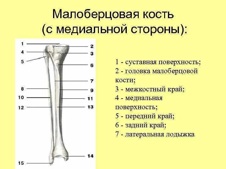 Находится берцовая кость