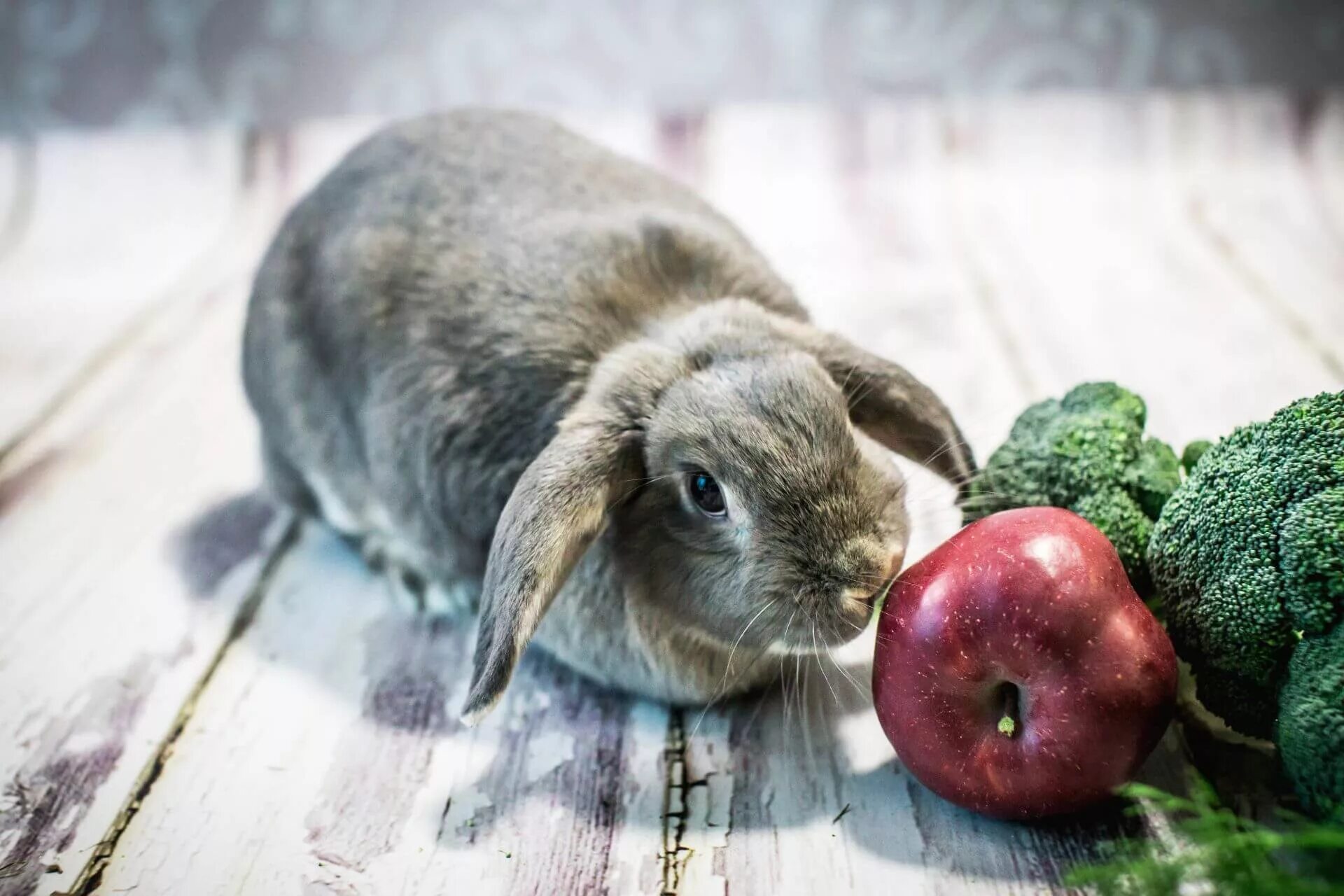 Можно кролику яблоко. Еда для кроликов. Кролик с яблоками. Еда для кроликов декоративных. Кормление кроликов.