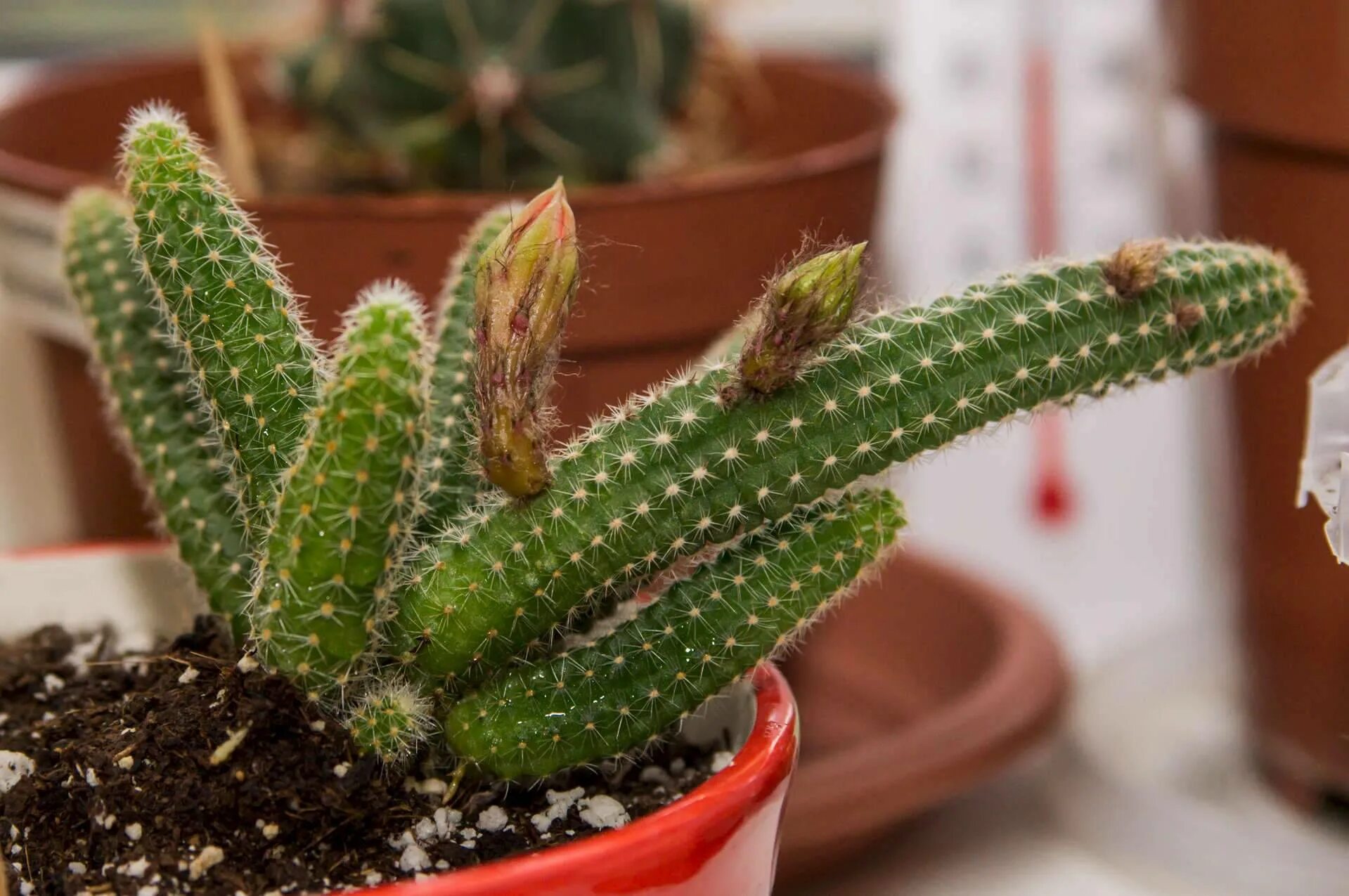 Опунция кактус цереус. Опунция клейстокактус. 5 видов кактусов. Кактус цереус микс. 5 видов кактусов.