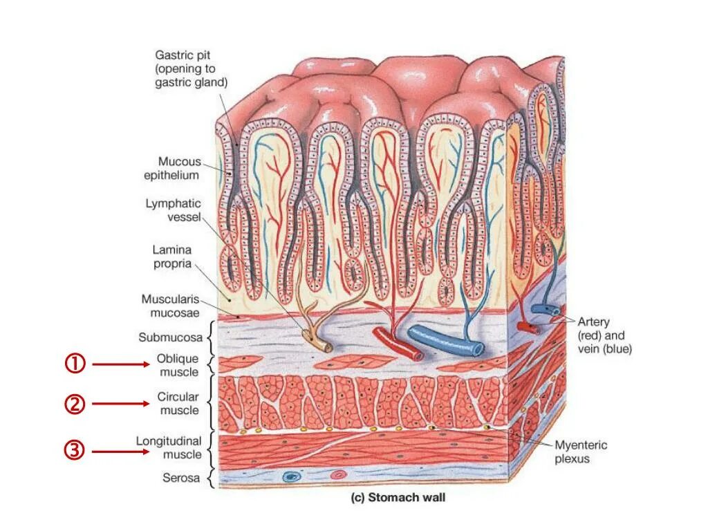 Слои стенки пищевода анатомия. Строение стенки пищевода. Анатомическое строение стенки пищевода. Слизистая оболочка желудка содержит