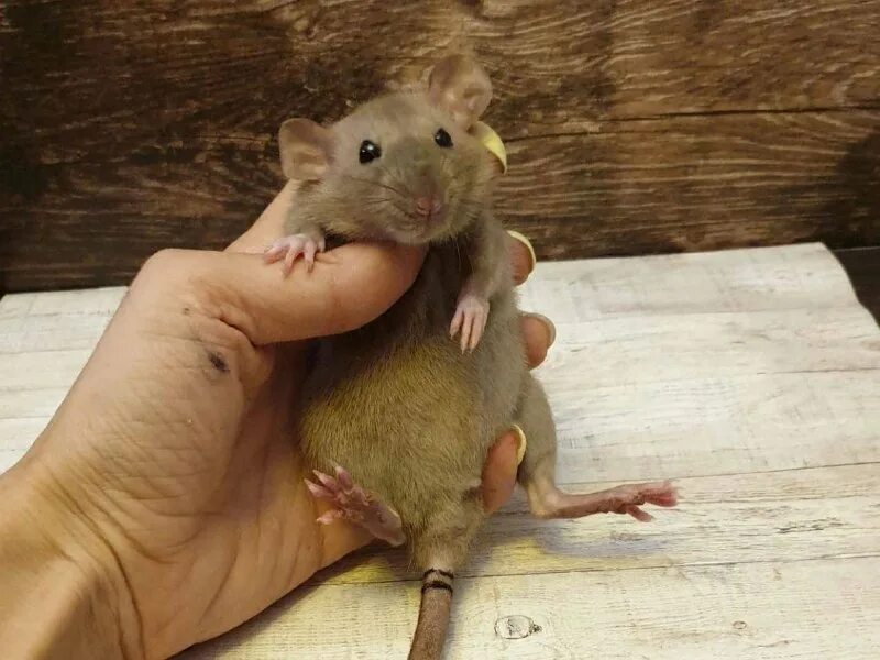 помощь крысам. как назвать крысу девочку дамбо. крыса в нижнем. помощь крысам. крыса дамбо окрас черный.