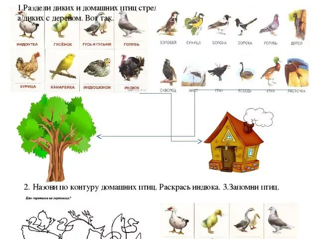 Дикие птицы дома. Дифференциация Дикие и домашние птицы. Дикие и домашние птицы для дошкольников. Домашние птицы задания для дошкольников. Дикие птицы задания.