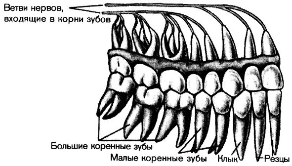 Корни зубов верхней челюсти схема.