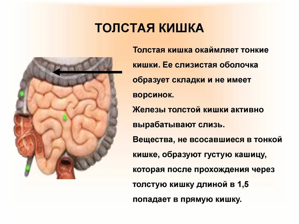 Толстая кишка человека функции. Тонкая кишка и толстая кишка строение и функции. Тонкая и толстая кишка строение и функции. Тонкий и толстый кишечник анатомия строение. Тонкий кишечник и толстый кишечник строение.