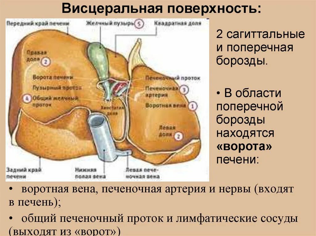 Образование в воротах печени. Висцеральная поверхность печени ворота. Висцеральная поверхность печени анатомия. Печень висцеральная поверхность ворота печени. Ворота печени анатомические образования.