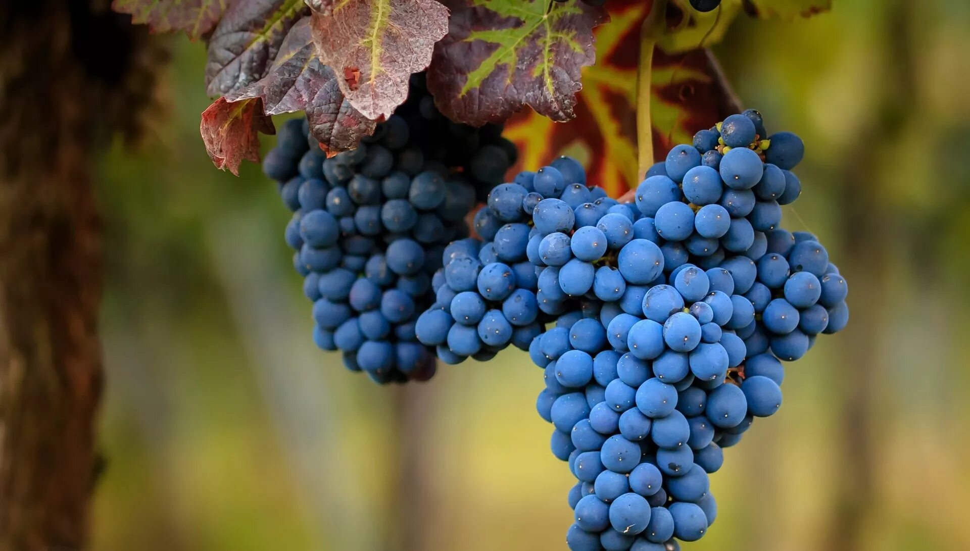 Ломиаури сорт винограда. Виноград Vitis. Ягоды гроздьями виноград гроздь. Гроздь винограда. Винограда ягодка