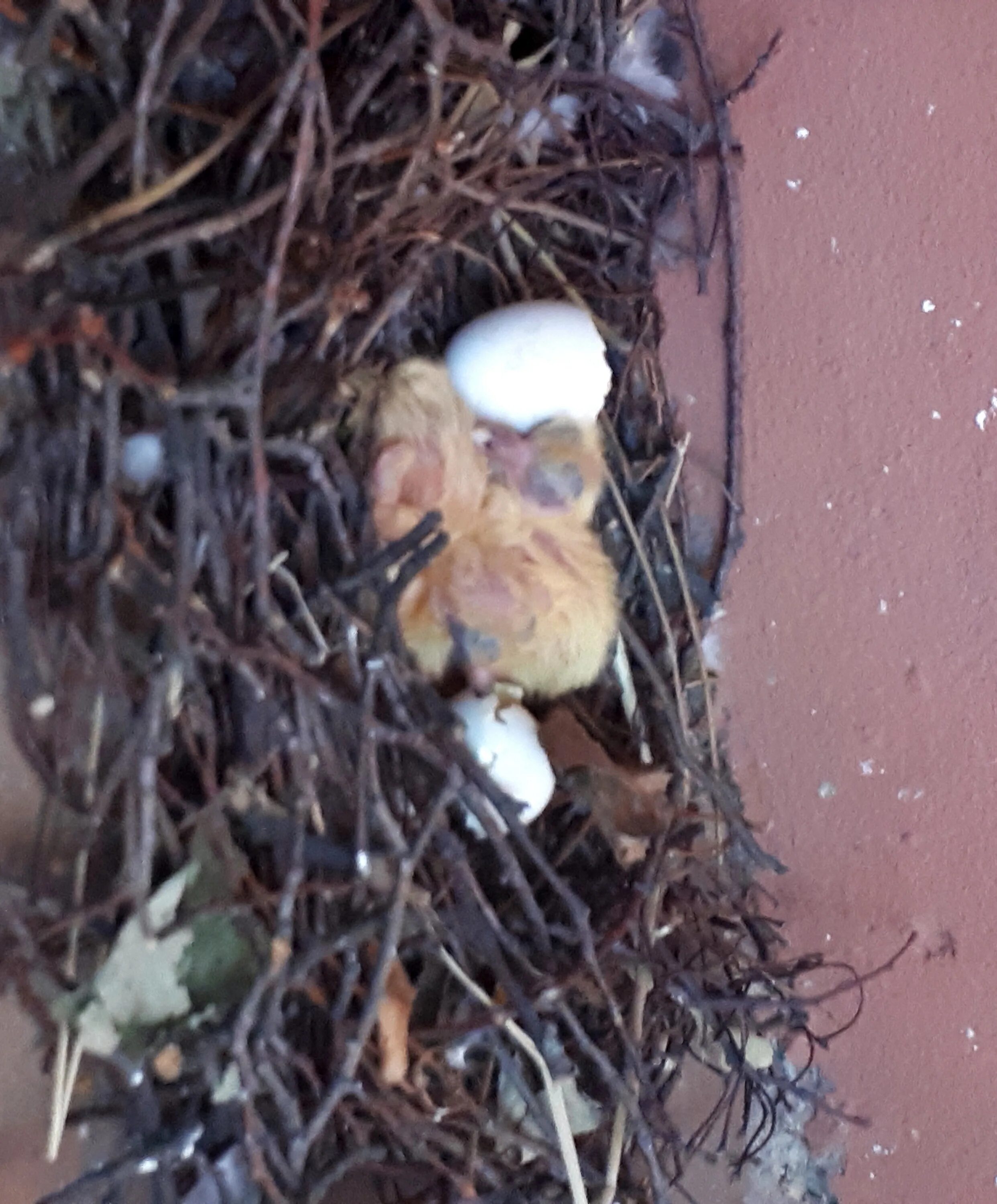 Гнездо голубя на балконе примета. Гнездо голубя. Голубиное гнездо. Голубиное гнездо на балконе. Как выглядит гнездо голубя.