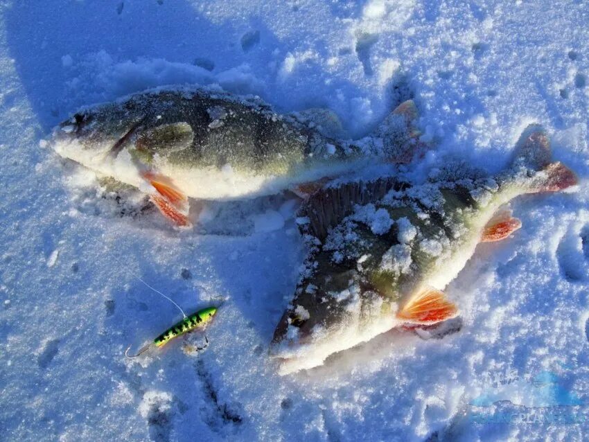 зимняя рыбалка. рыбалка в феврале. жерлица на щуку. зимняя рыбалка на зимнем языке. рыбалка на чудском озере.
