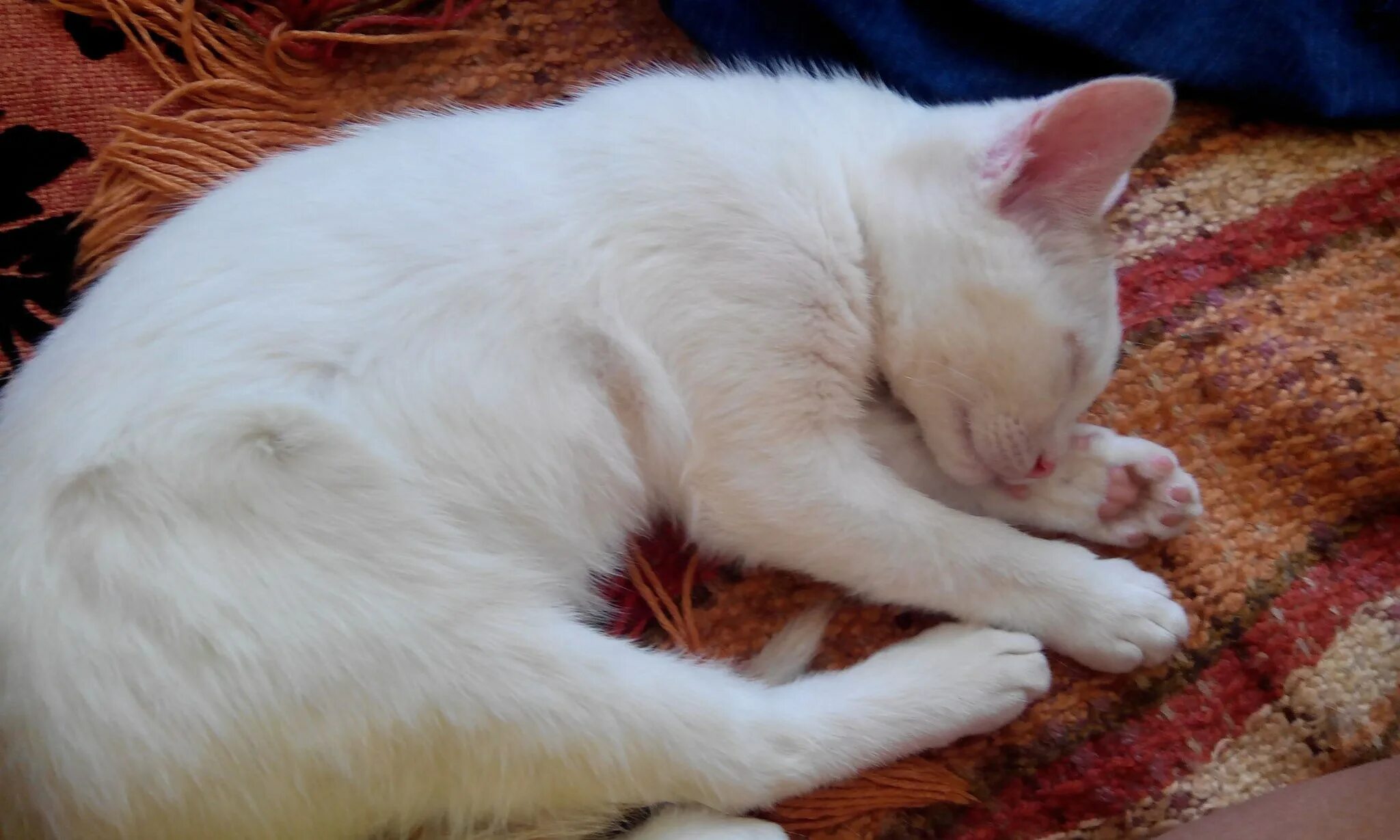 Порода кошек белые с рыжими ушами. Белый кот с рыжим хвостом. Белый котенок с рыжим хвостом. Белая кошка с рыжими пятнами. Белый кот с рыжими ушами и хвостом.
