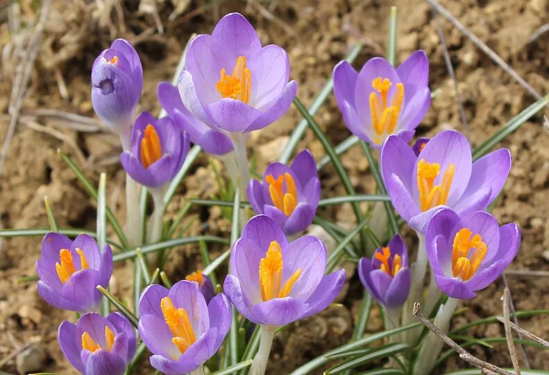 Крокус какой район. Крокус Barr's Purple. Крокус Баррз Пурпл. Крокус tommasinianus. Крокус Барс Пурпл.