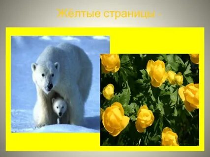Желтая красная книга