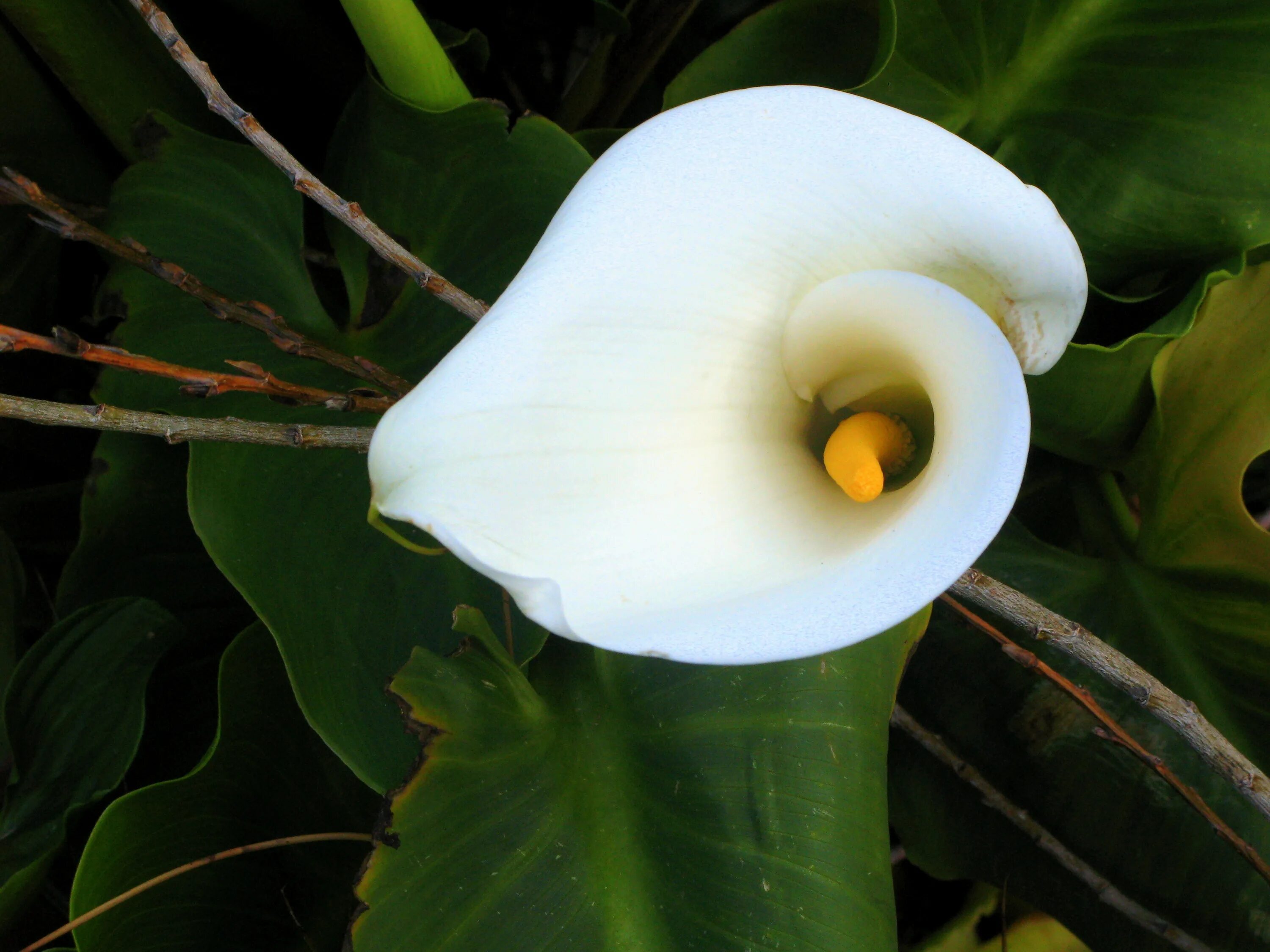 Нужно ли выкапывать каллы на зиму. Белокрыльник белый. Calla Lily. Calla Lily цветок. Зантедеския Снежная Королева.