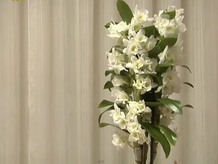 Бамбуковая орхидея