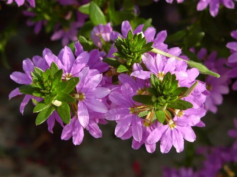 Сцевола ампельная. Сцевола однолетник. Сцевола растение. Сцевола Purple Haze.