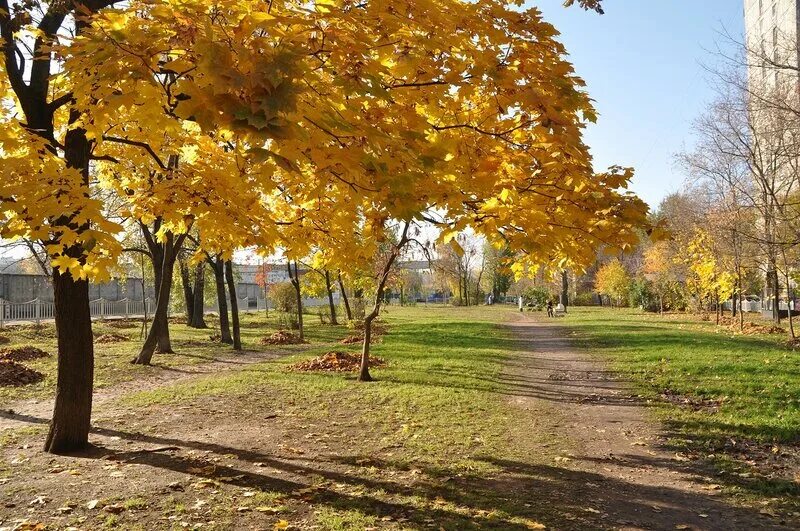 Золотая осень коломенское. Верхняя аллея 8 москва золотая осень. Верхняя аллея 8 москва золотая осень. Верхняя аллея 8 москва золотая осень. Верхняя аллея 8 москва золотая осень.