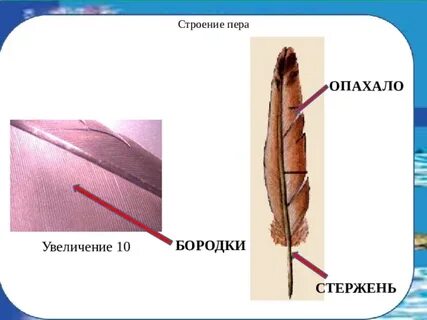Строение опахала