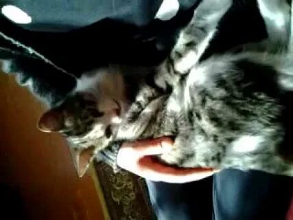 У кошки муси 3 котенка