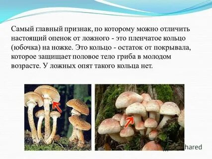 Как распознать ложный
