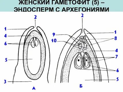 Чешуя с семязачатками