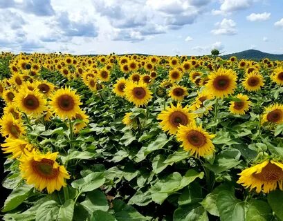 Sunflower 4