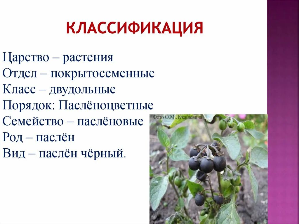 Род паслен класс двудольные семейство пасленовые. Систематика нута. Систематика растений отделы. Гнафозиды систематика. Паслёноцветные.