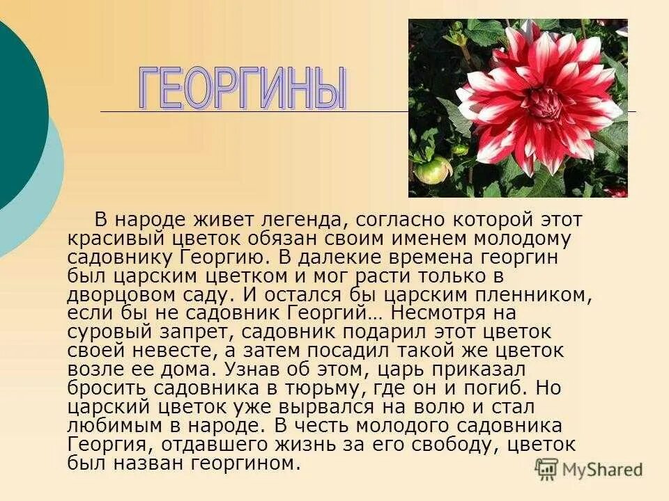 Георгин Легенда о цветке. Легенды об осенних цветах. Легенда о растении осеннего цветника. Поверья и легенды об осенних цветах.