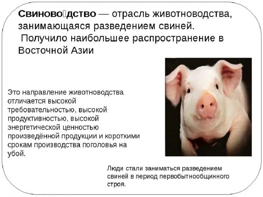 Сообщение о свиноводстве