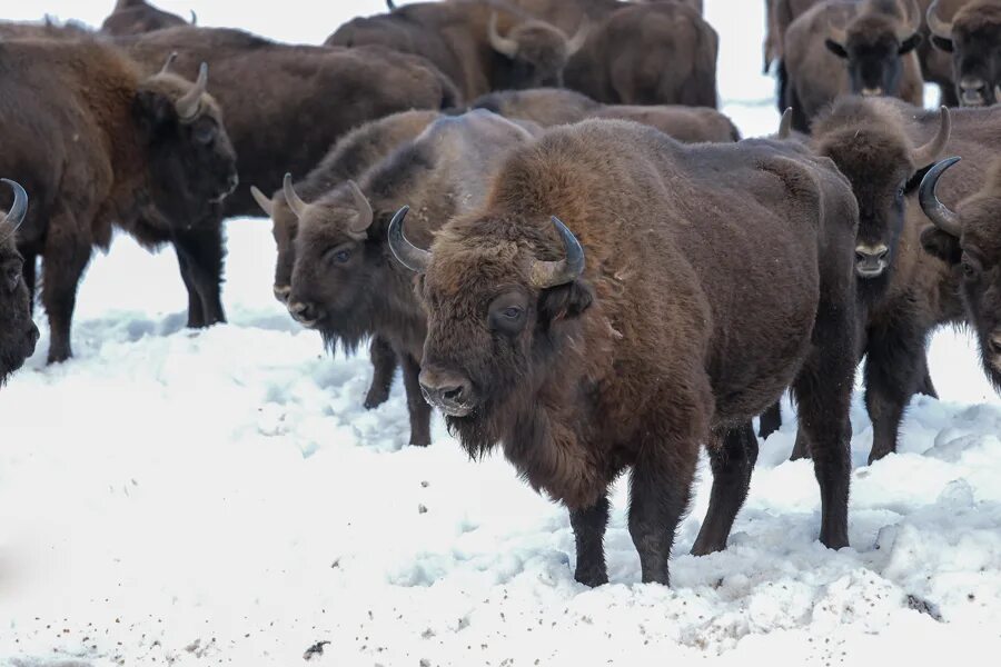 Зубры количество. Зубр фото. Зубры количество. Зубры количество. Брянский лес, государственный природный биосферный заповедник.