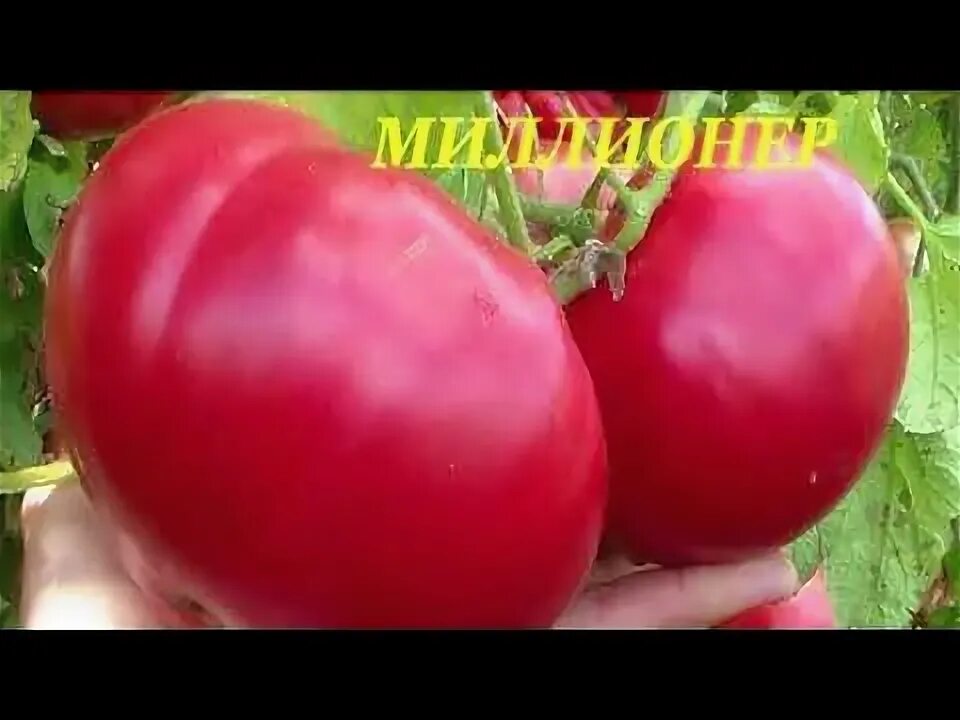 Томат миллионер f1. Томат миллионер полосатый. Томат миллионер характеристика. Томат уральский дачник. Томаты миллионер описание.