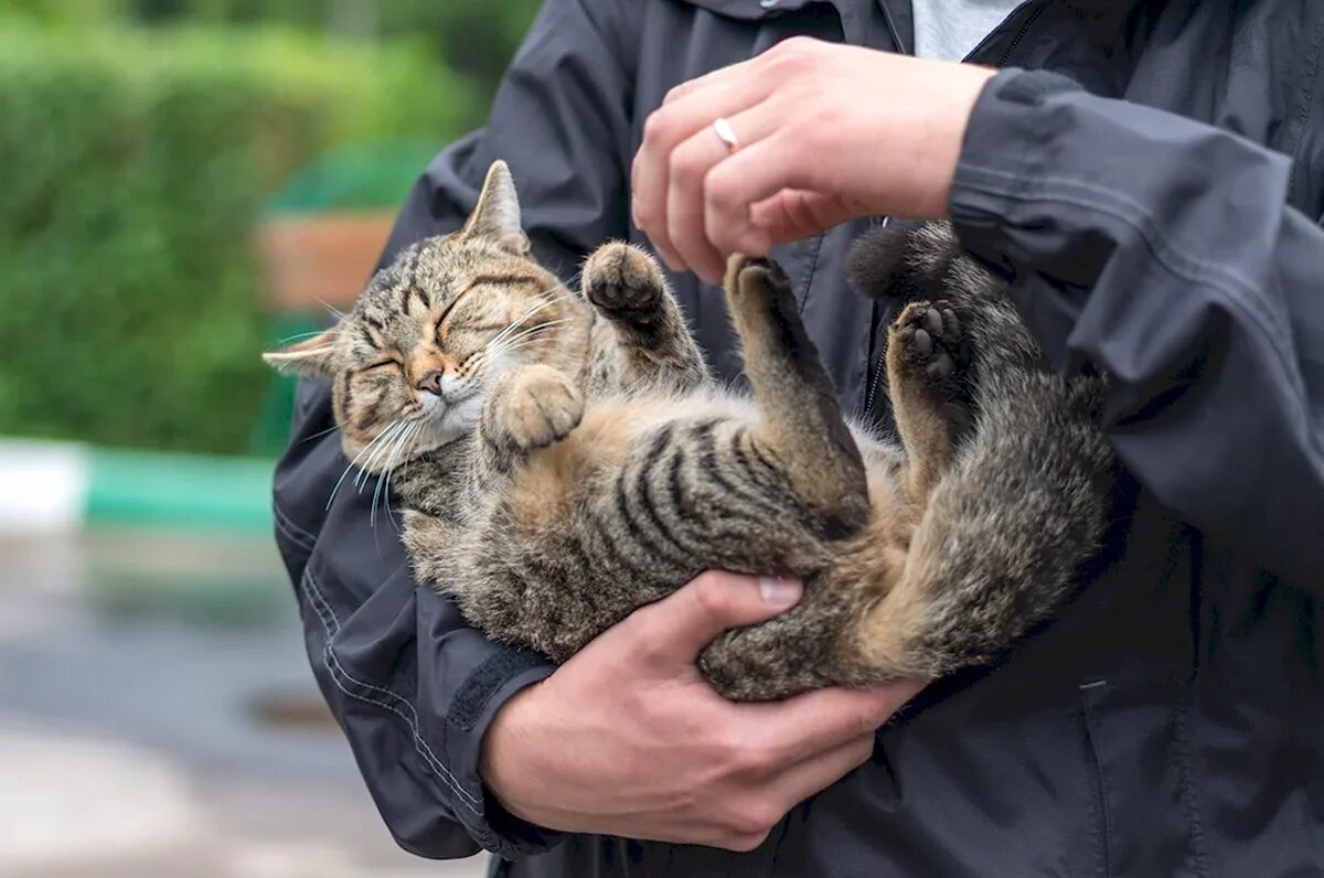 Девушка с рыжим котом. Кошки эстетика. Кошка на руках. Девушка с котенком на руках. Котенок на руках.