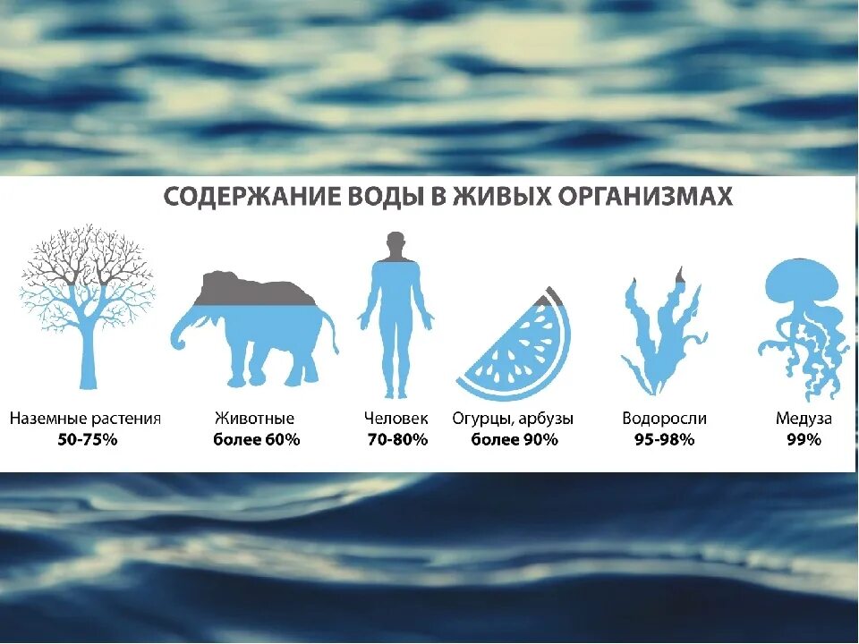 Содержание воды в теле. Вода в живых организмах. Содержание воды в живых организмах. Содержание воды в организме. Вода для живых существ.