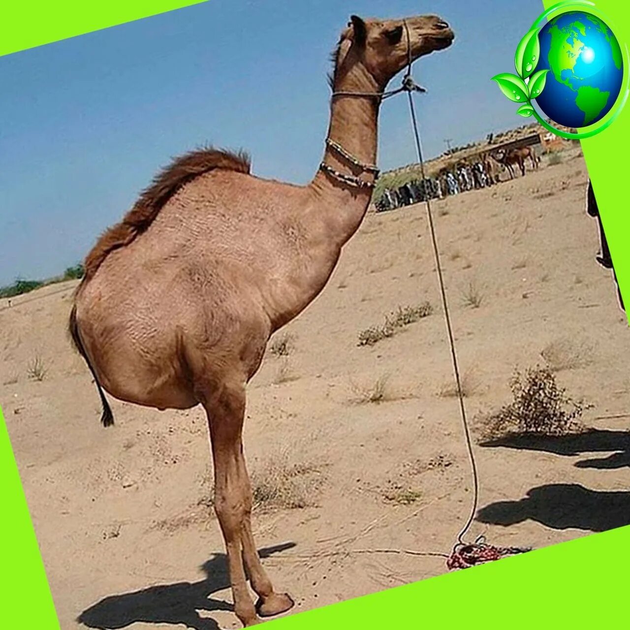 Человек на верблюде. Смешной верблюд. Верблюд в золоте. Два мешка с золотом у верблюда. Что символизирует верблюд.