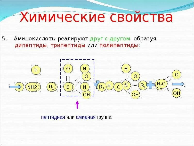 Полипептиды свойства. Дипептиды трипептиды полипептиды. Характеристика полипептидов. Полипептиды химические свойства. Характеристика полипептидов химия.