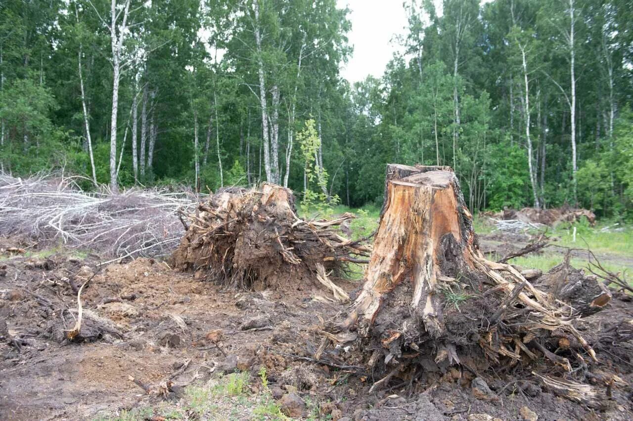наказание за вырубку лесов. незаконная рубка лесных насаждений статья. 1 ук рф. 260 ук. 260 ук.