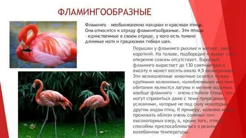 Розовый фламинго рассказ